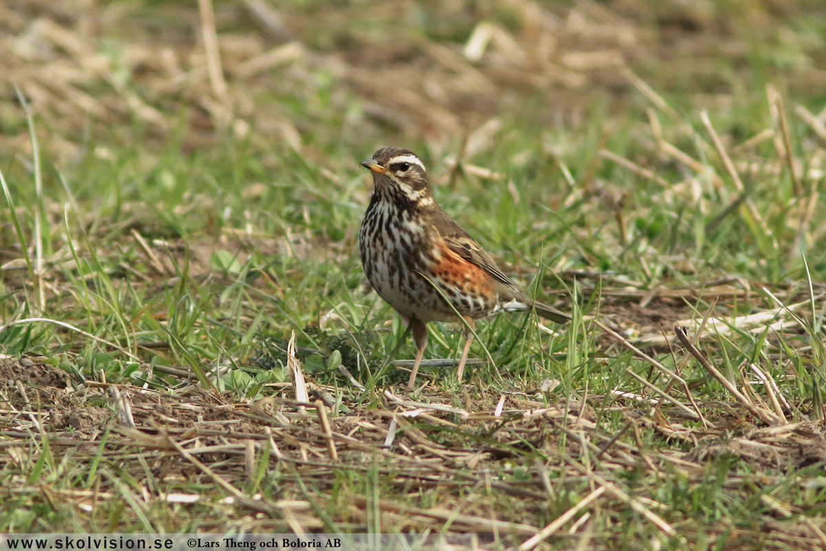 Koltrast, Turdus merula